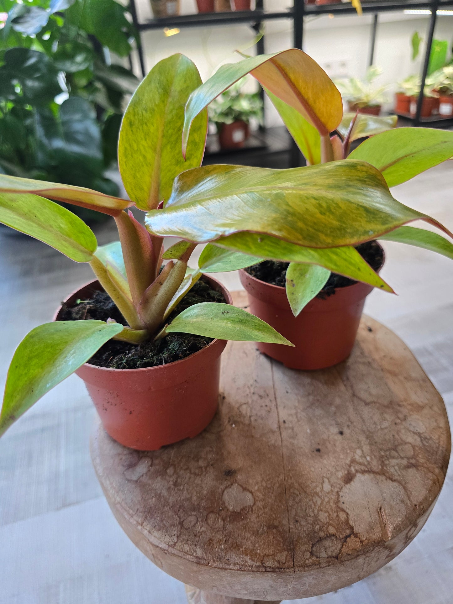 Philodendron Orange Marmalade