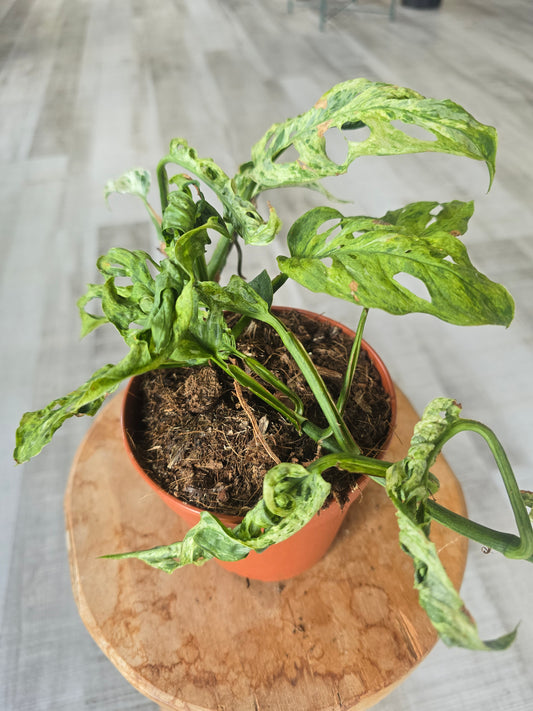 Monstera Frozen Freckles (SC4)