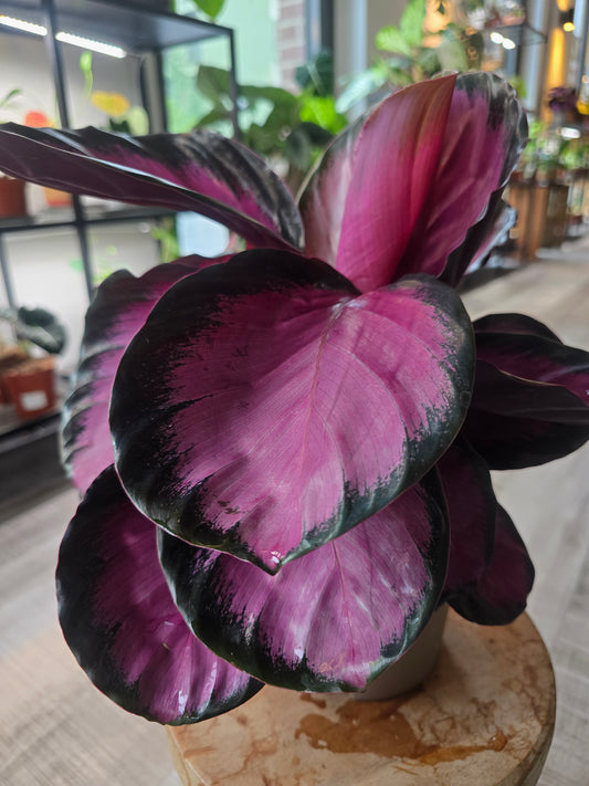 Calathea Roseopicta