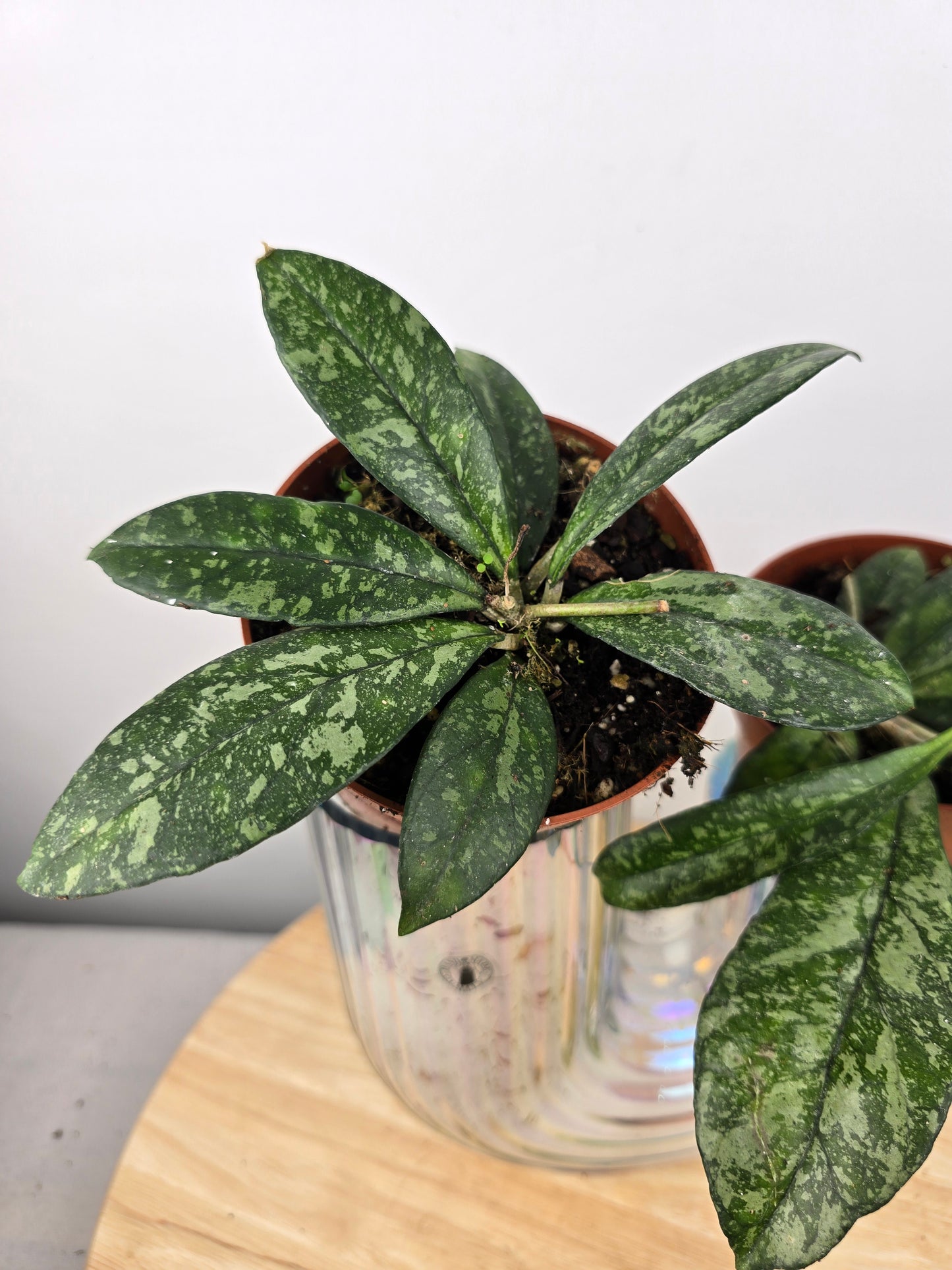 Hoya 'Crassipetiolata' Splash