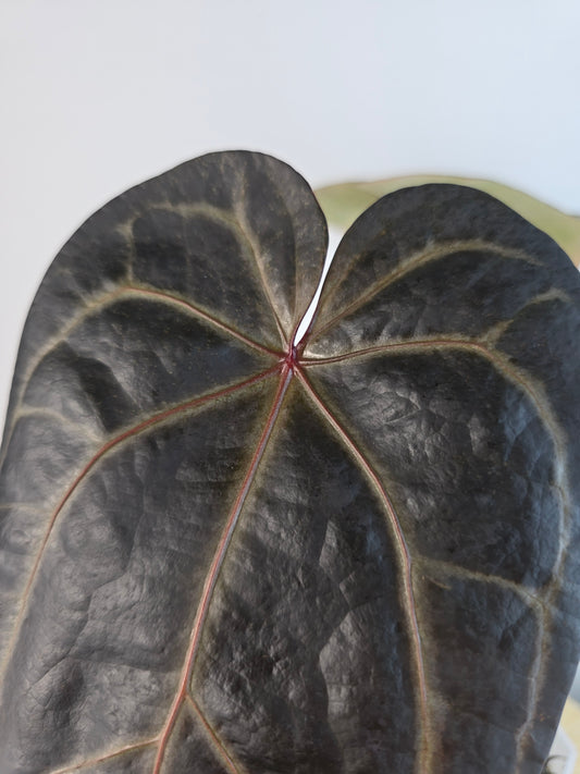 Anthurium Michelle Hot Pink 23 x Red Velvet Cake 24 by DocBlock