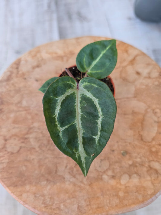 Anthurium Michelle x (Zara x Michelle)
