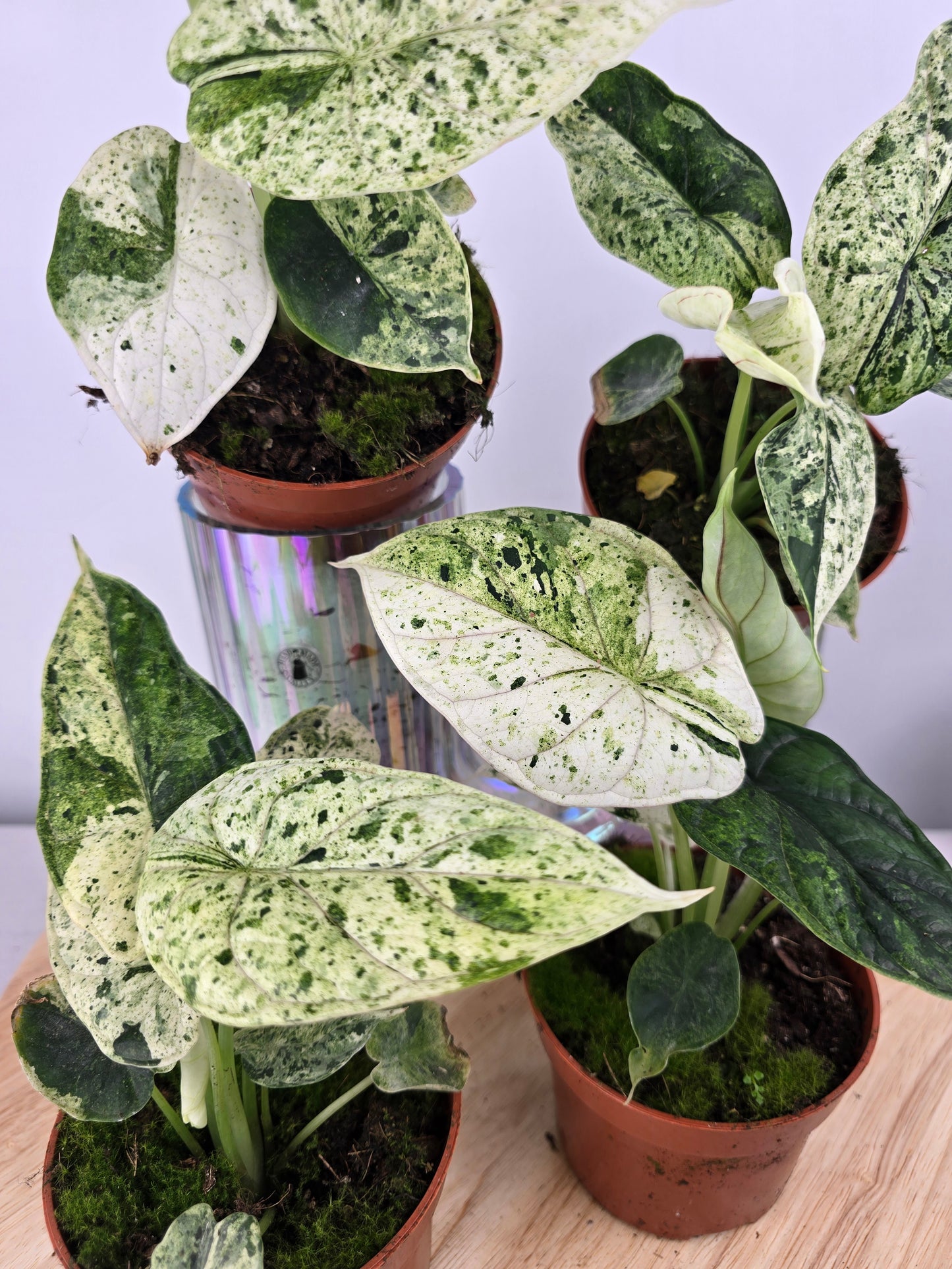 Alocasia 'Dragon Scale Variegata'