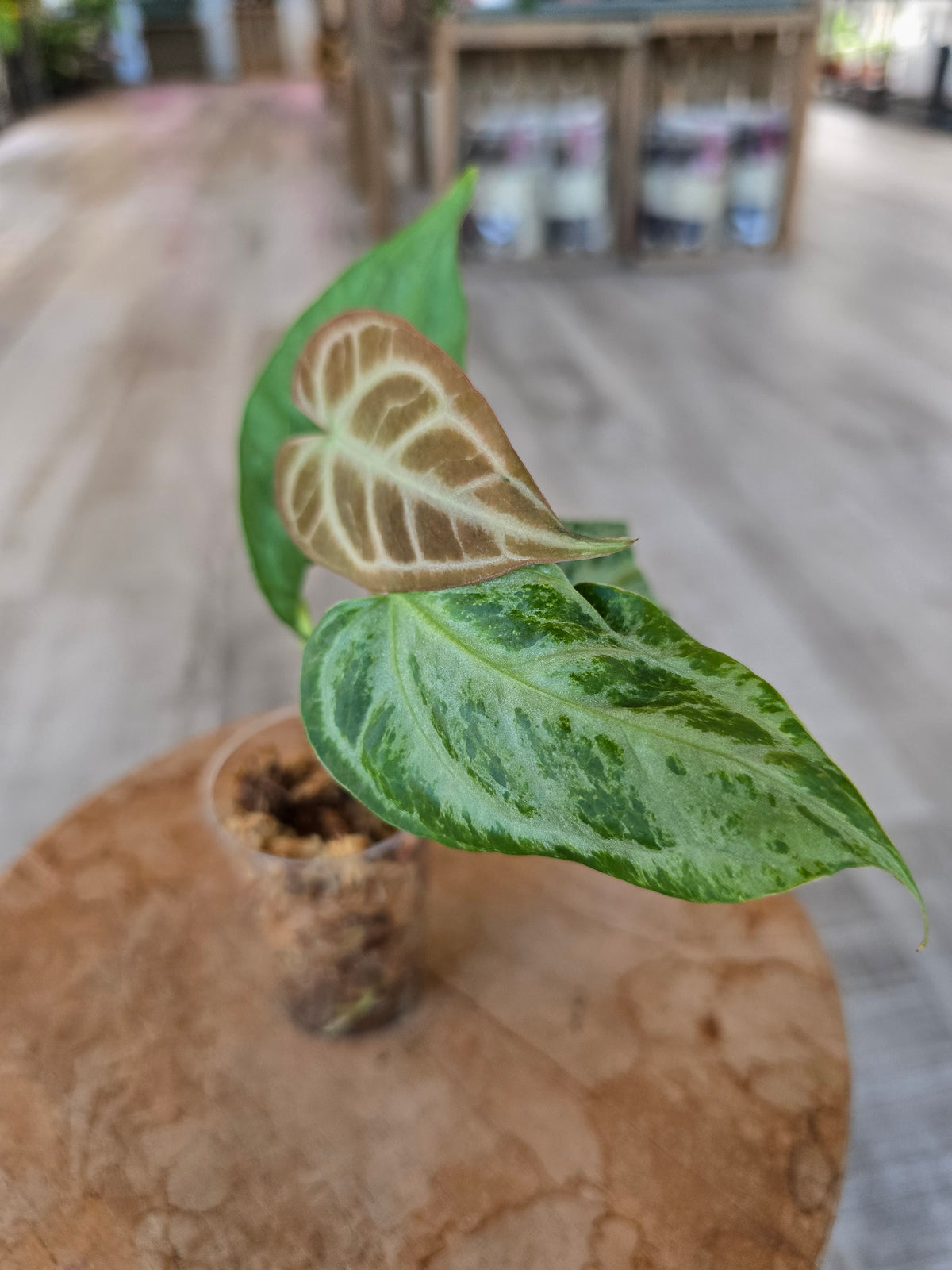 Anthurium Silver Blush Mint (JP)