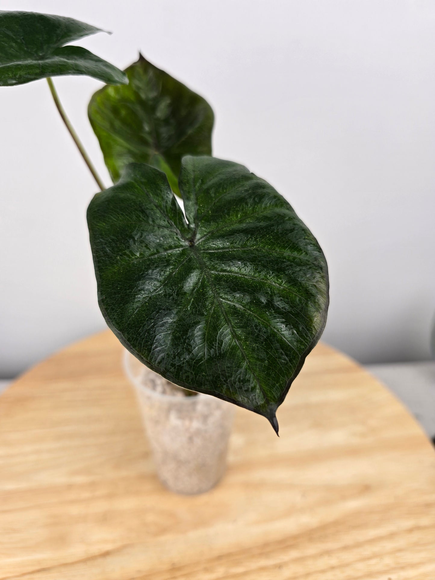 Alocasia Serendipity (JP)
