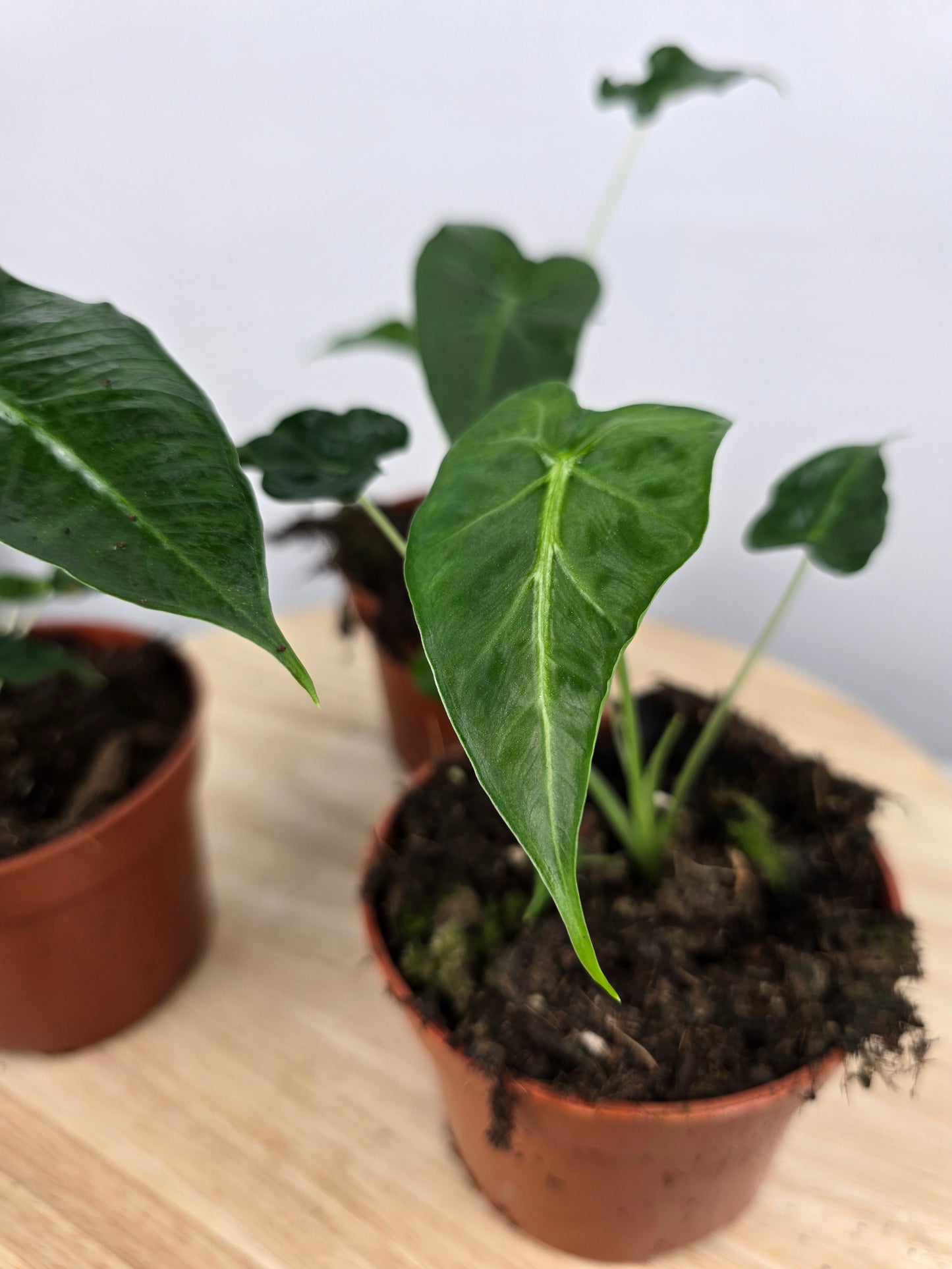 Alocasia Frydek Tattoo