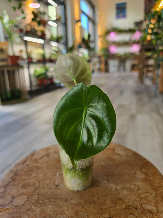 Alocasia Golden Bone (JP)