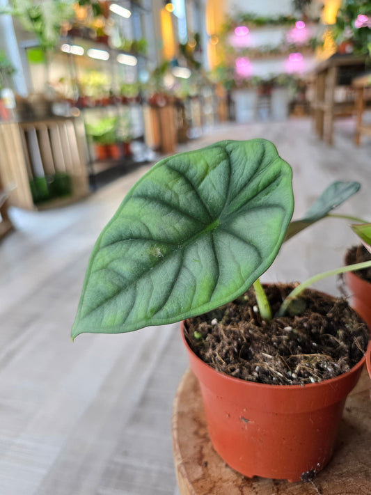 Alocasia nebula