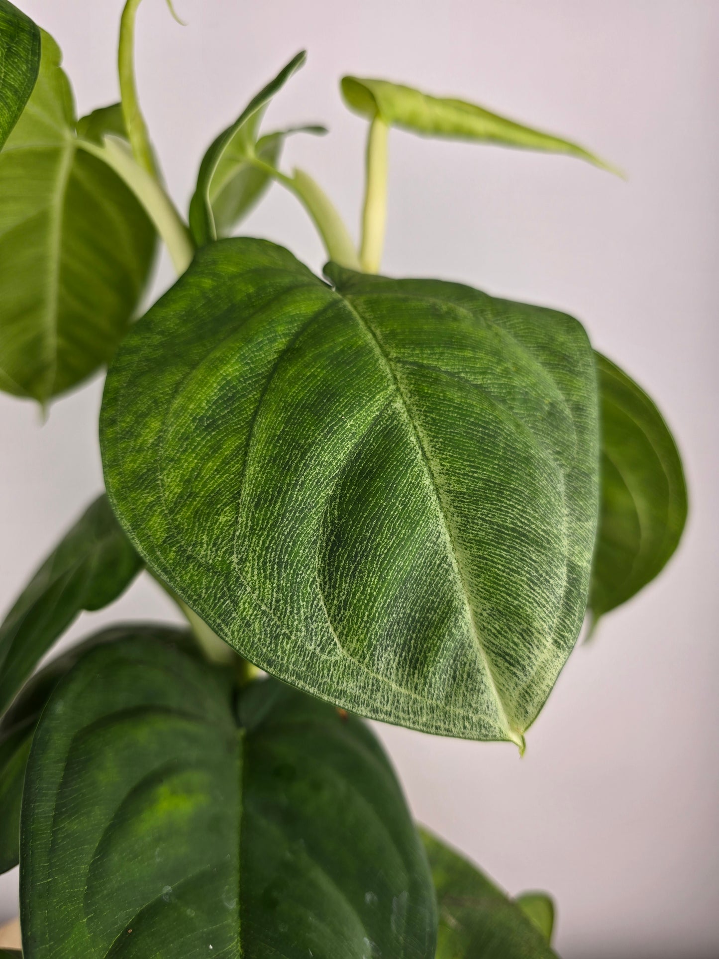 Syngonium macrophyllum 'Frosted Heart'