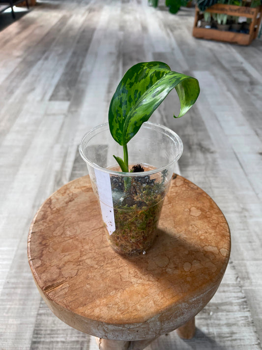 Dieffenbachia Crocodile (JP)