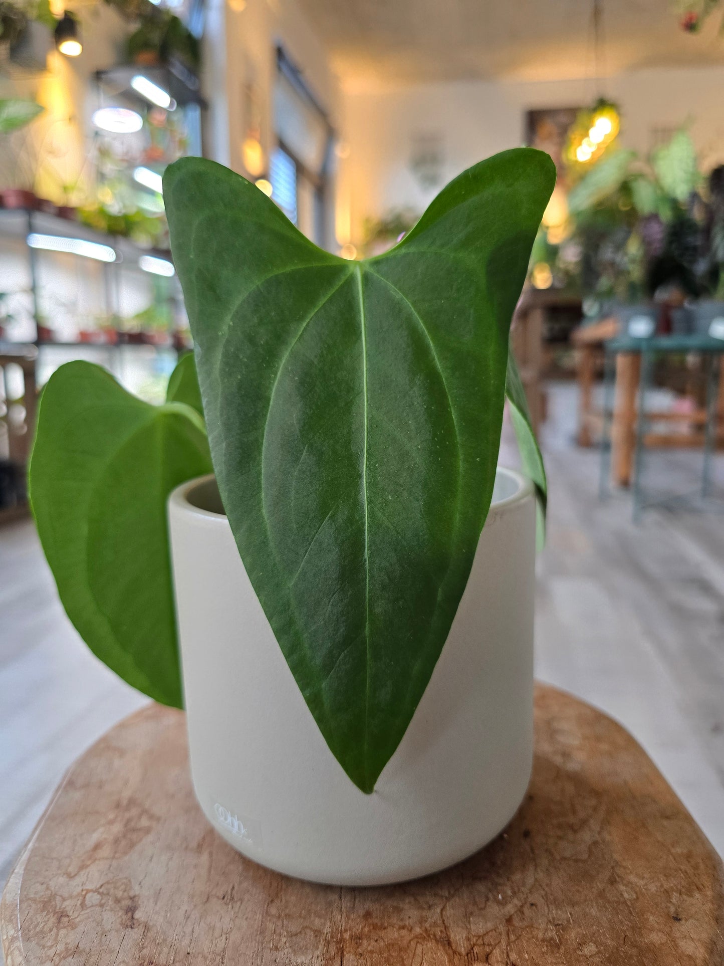 Anthurium sp Napo