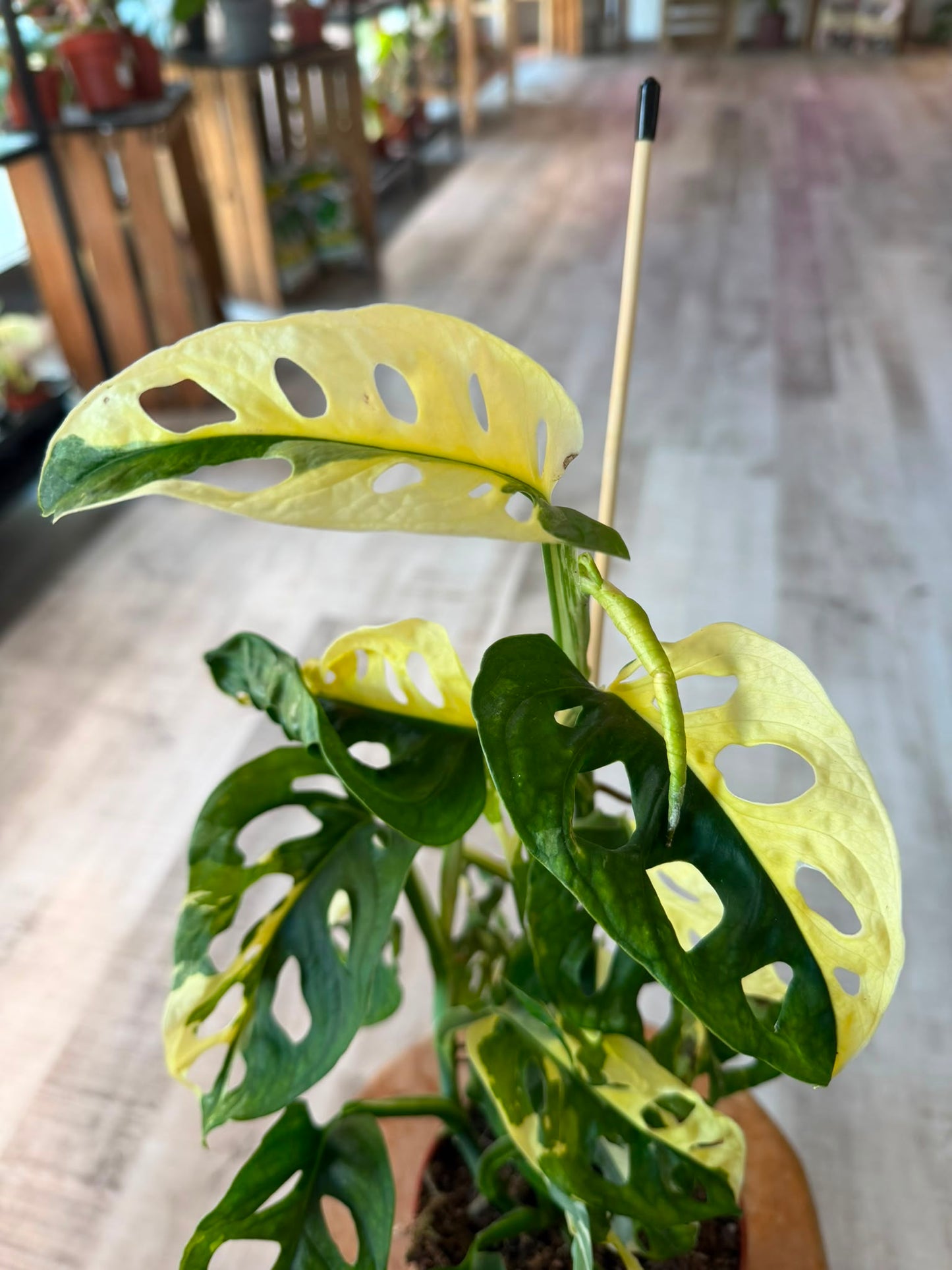 Monstera adansonii variegata
