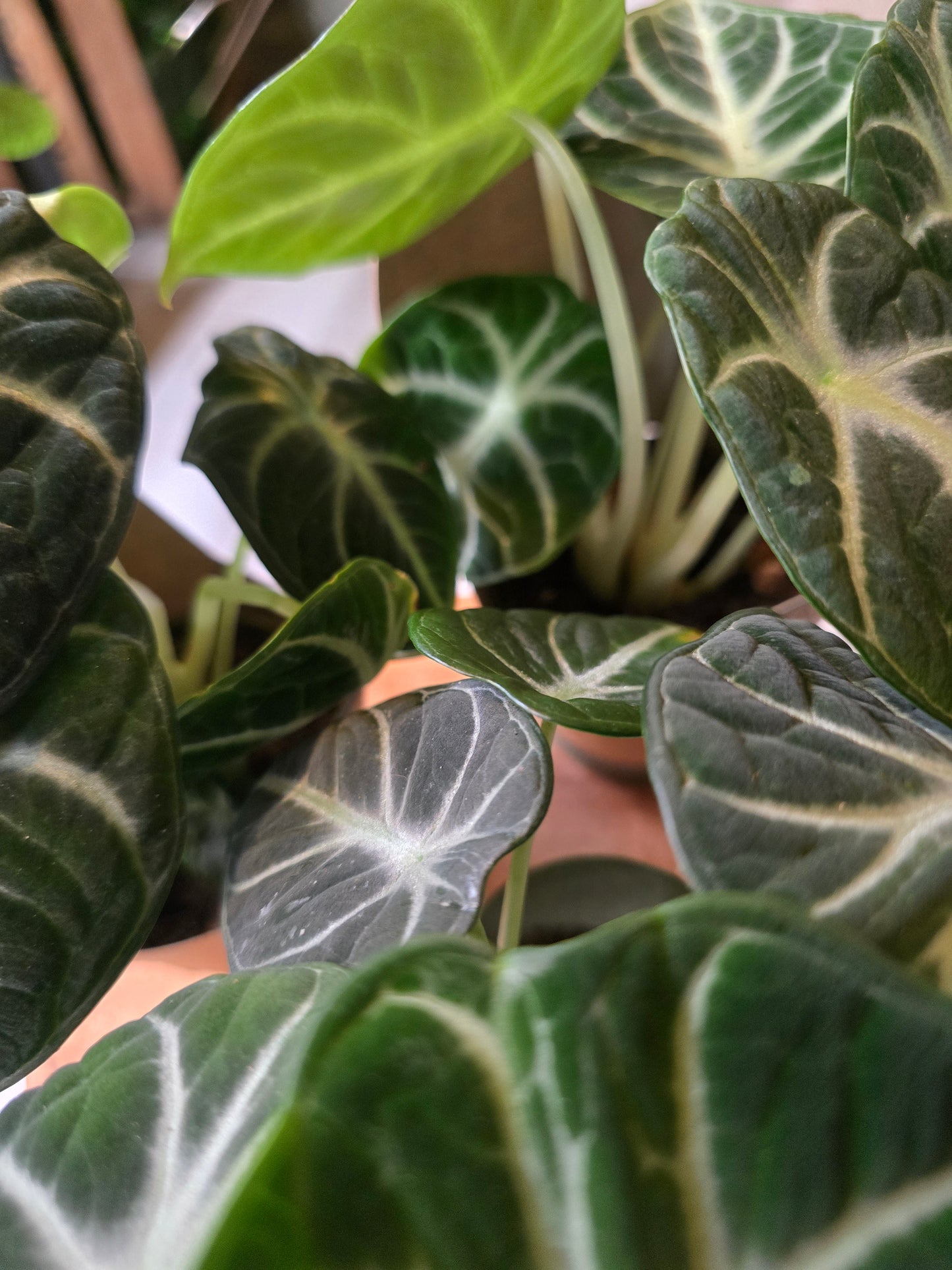 Alocasia reginula Ninja