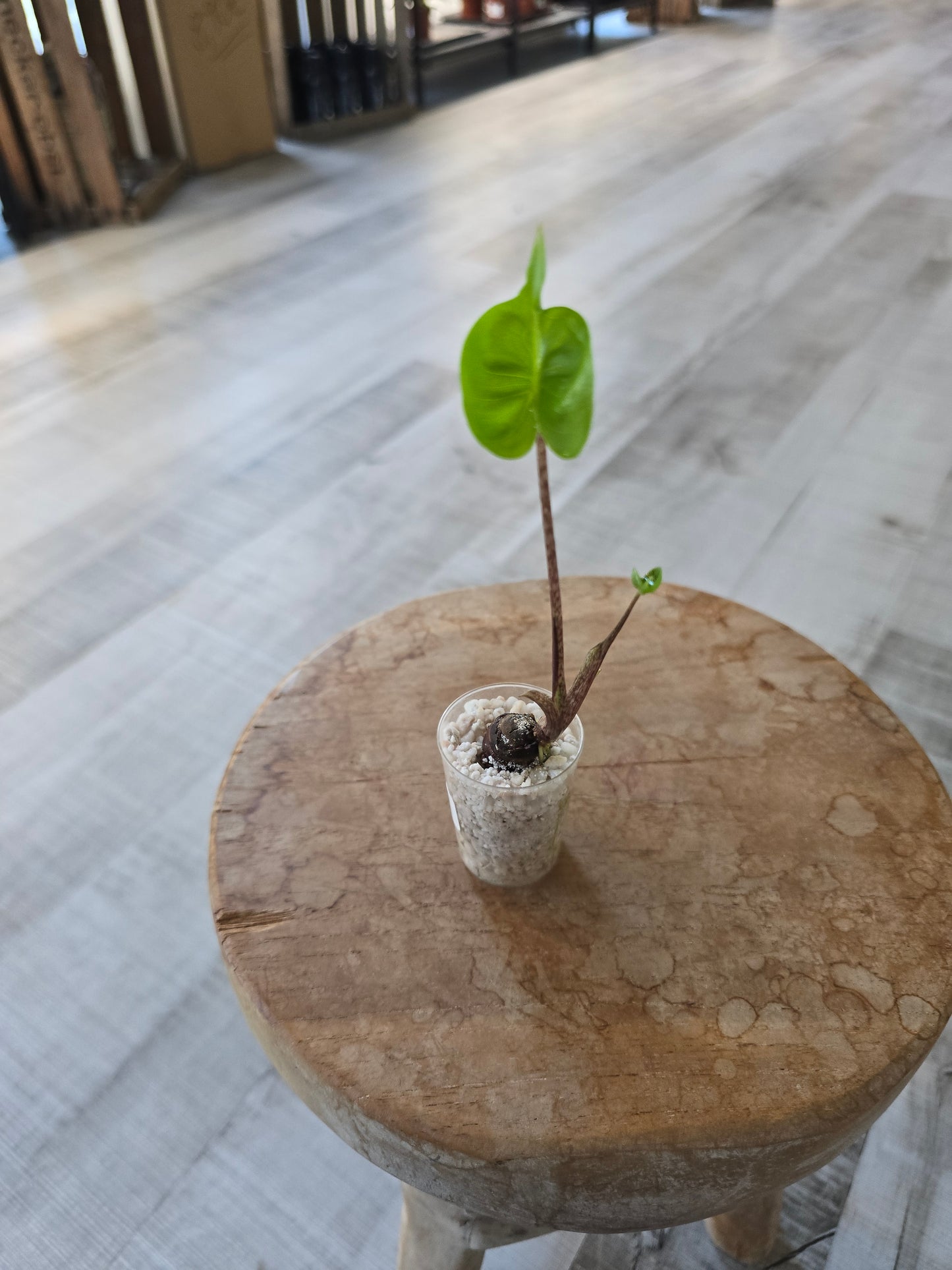 Alocasia Stingray (JP)