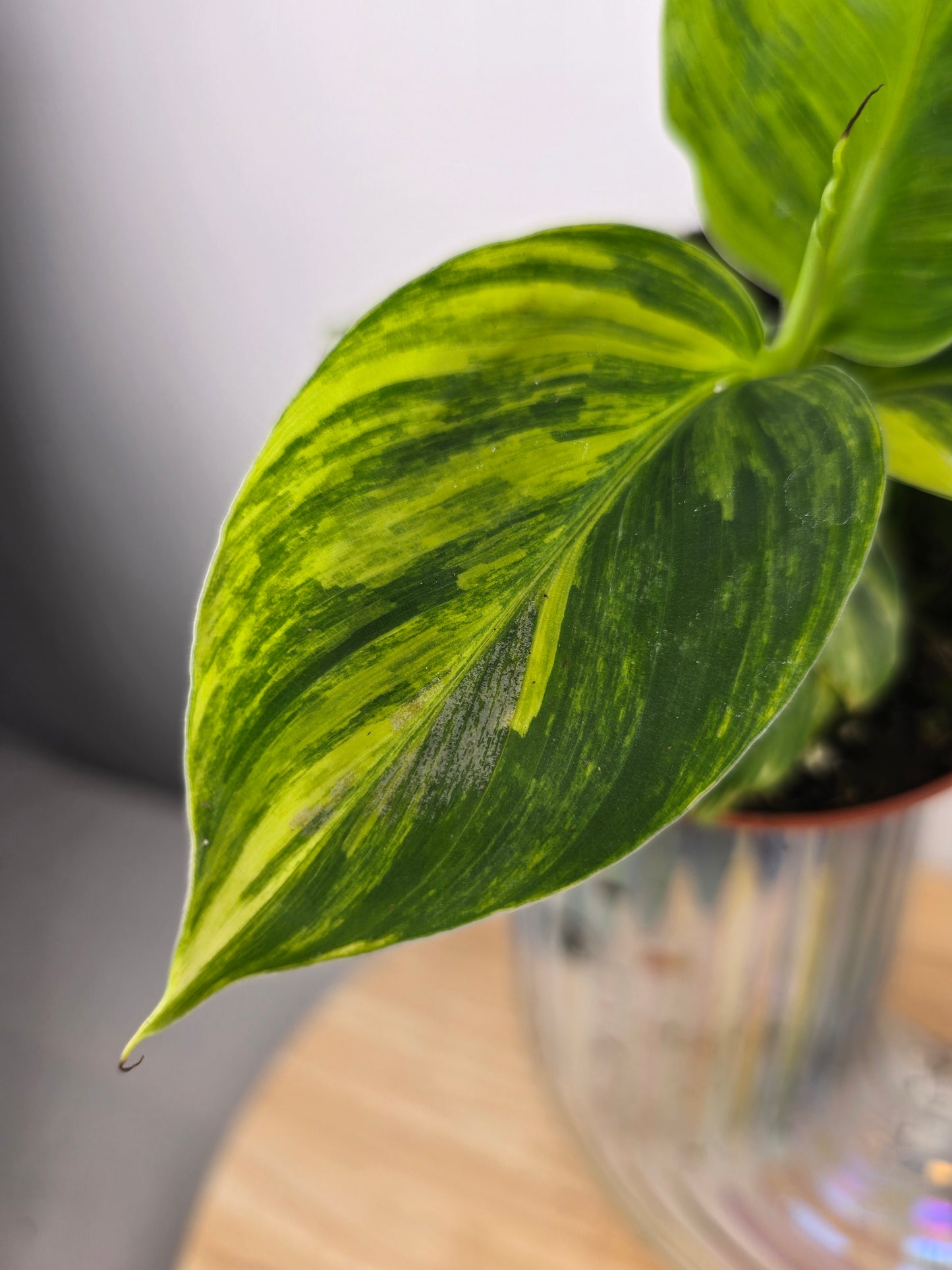 Musa Aurea