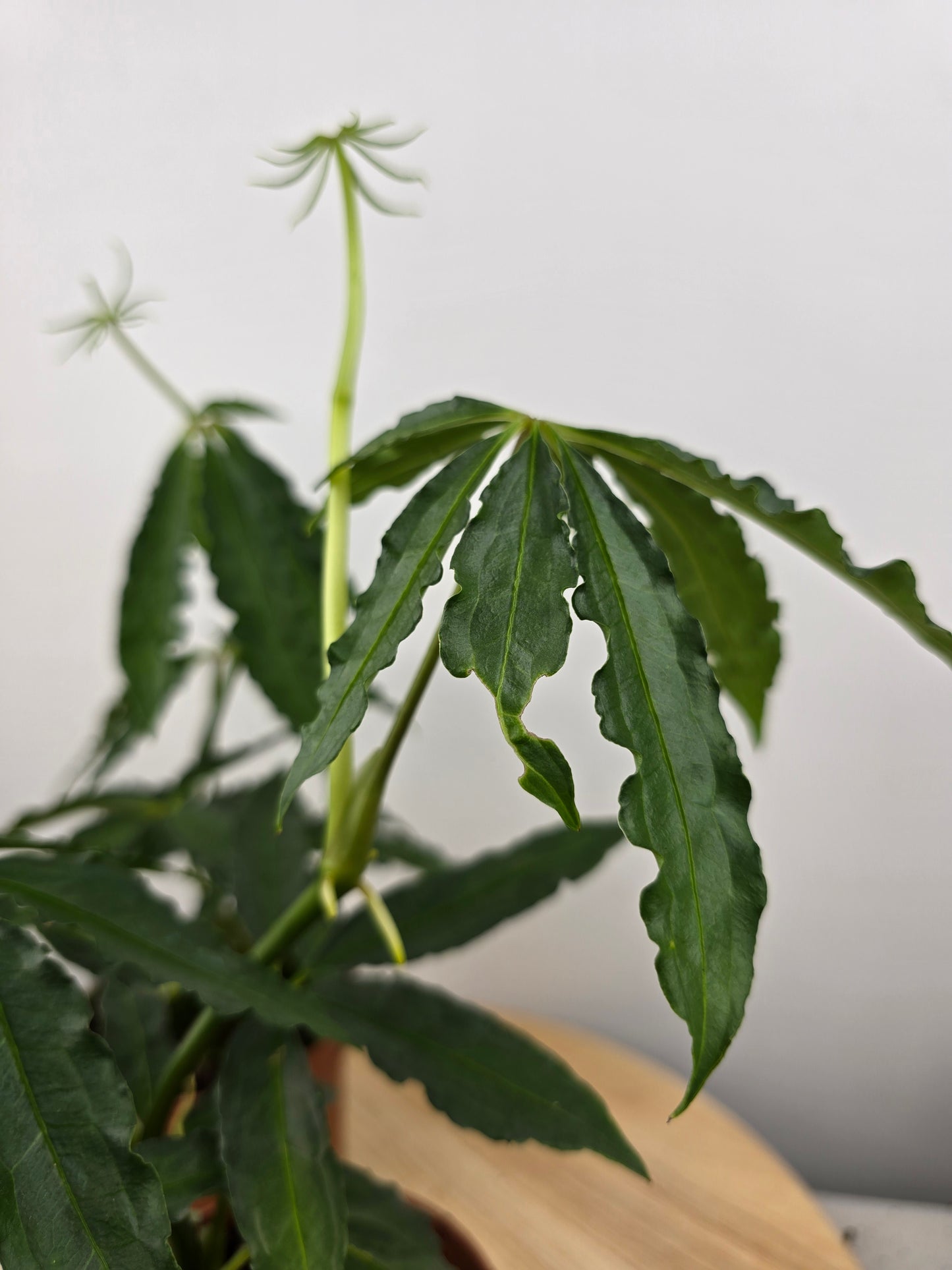 Anthurium polyschistum