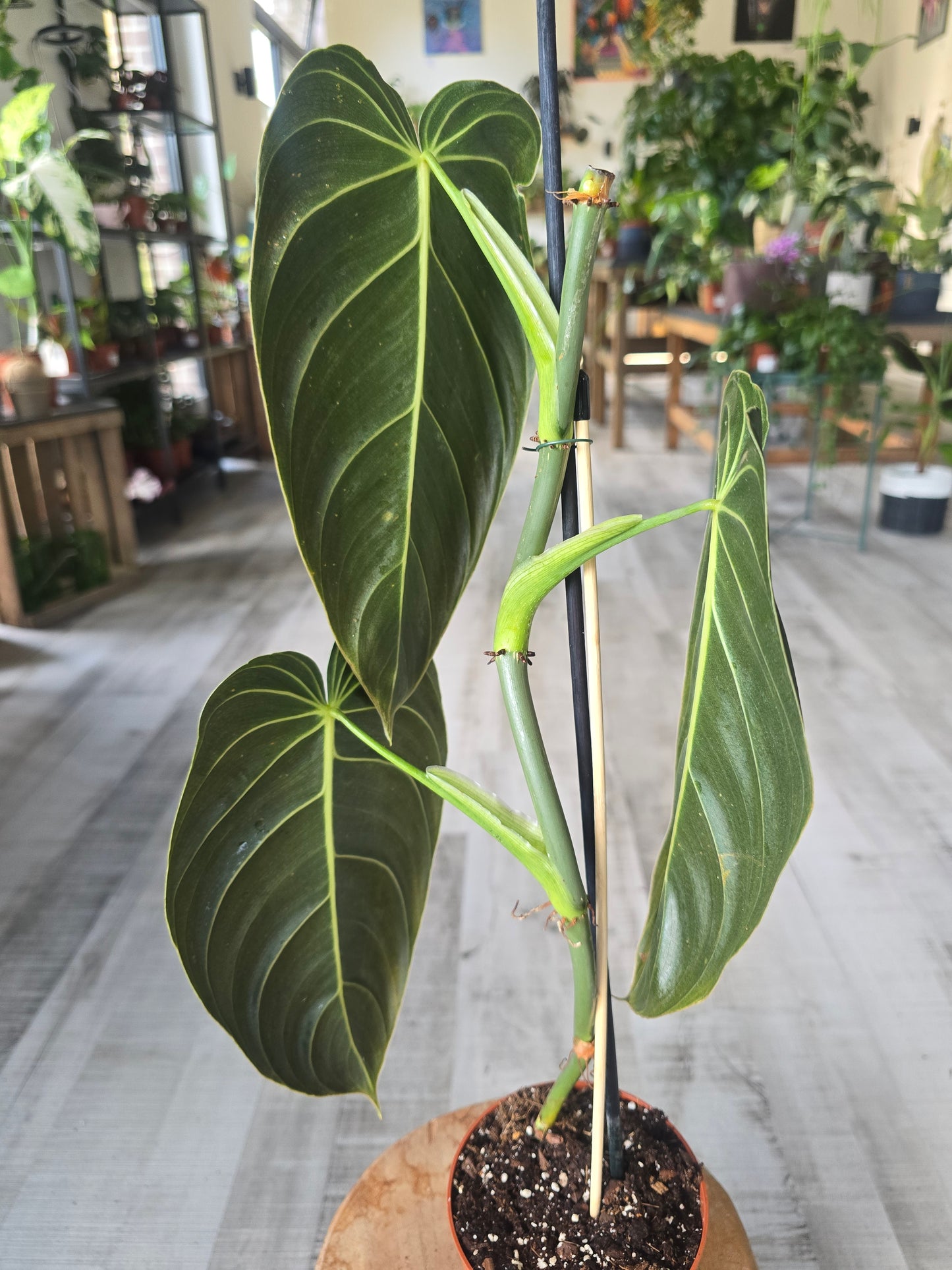 Philodendron Melanochrysum (SC)
