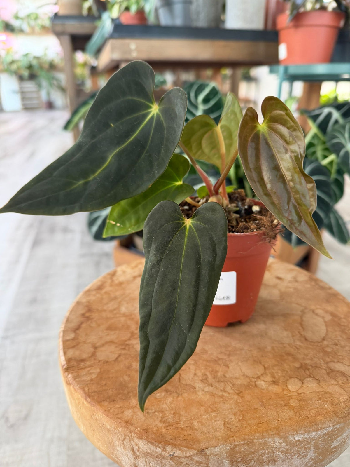 Anthurium Papillilaminum Guna Yala x BVEP