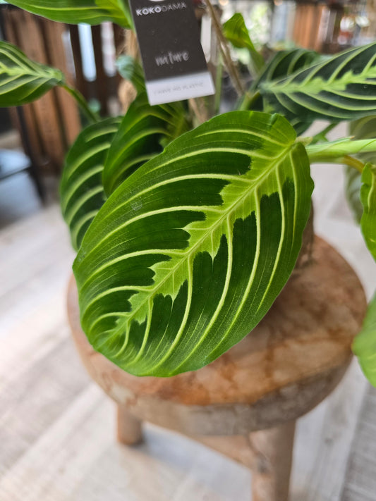 Maranta leuconeura Lemon Lime