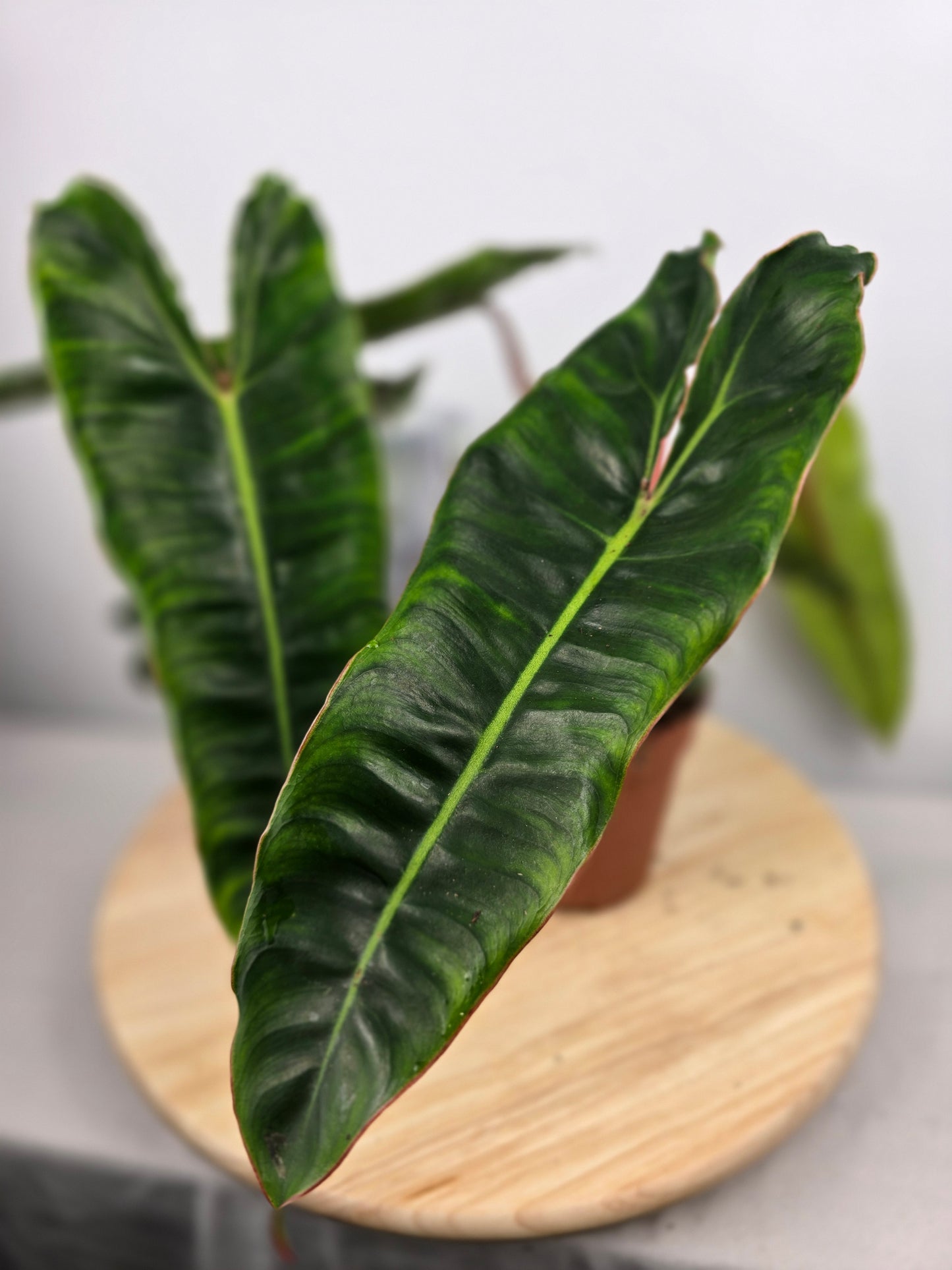 Philodendron billietiae