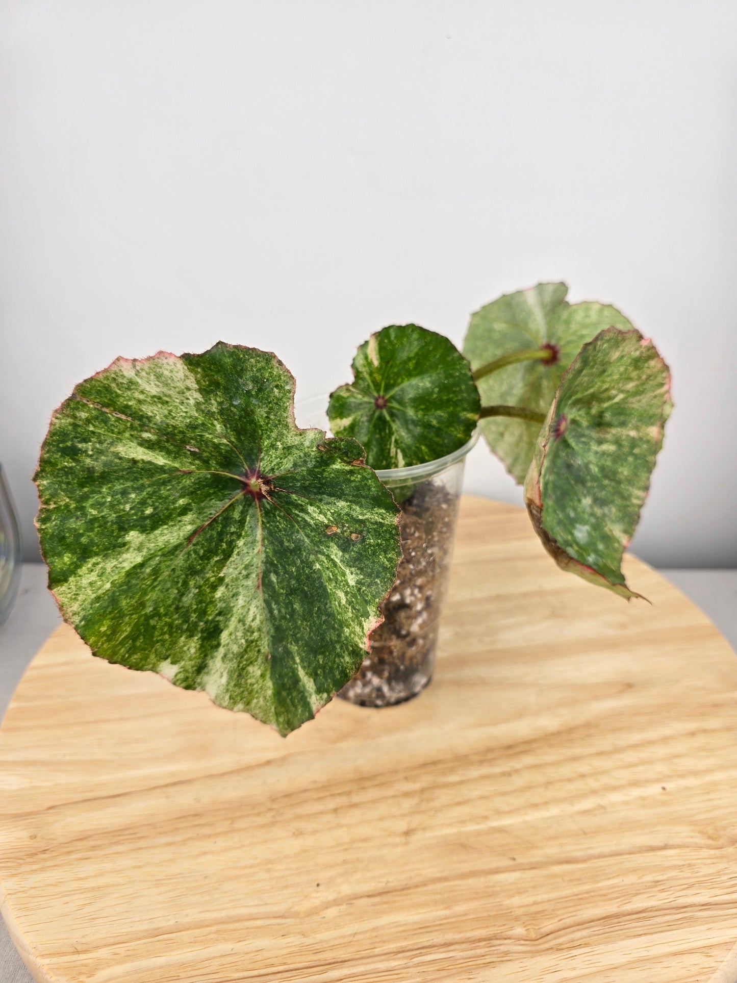 Begonia Rouge variegata (JP)