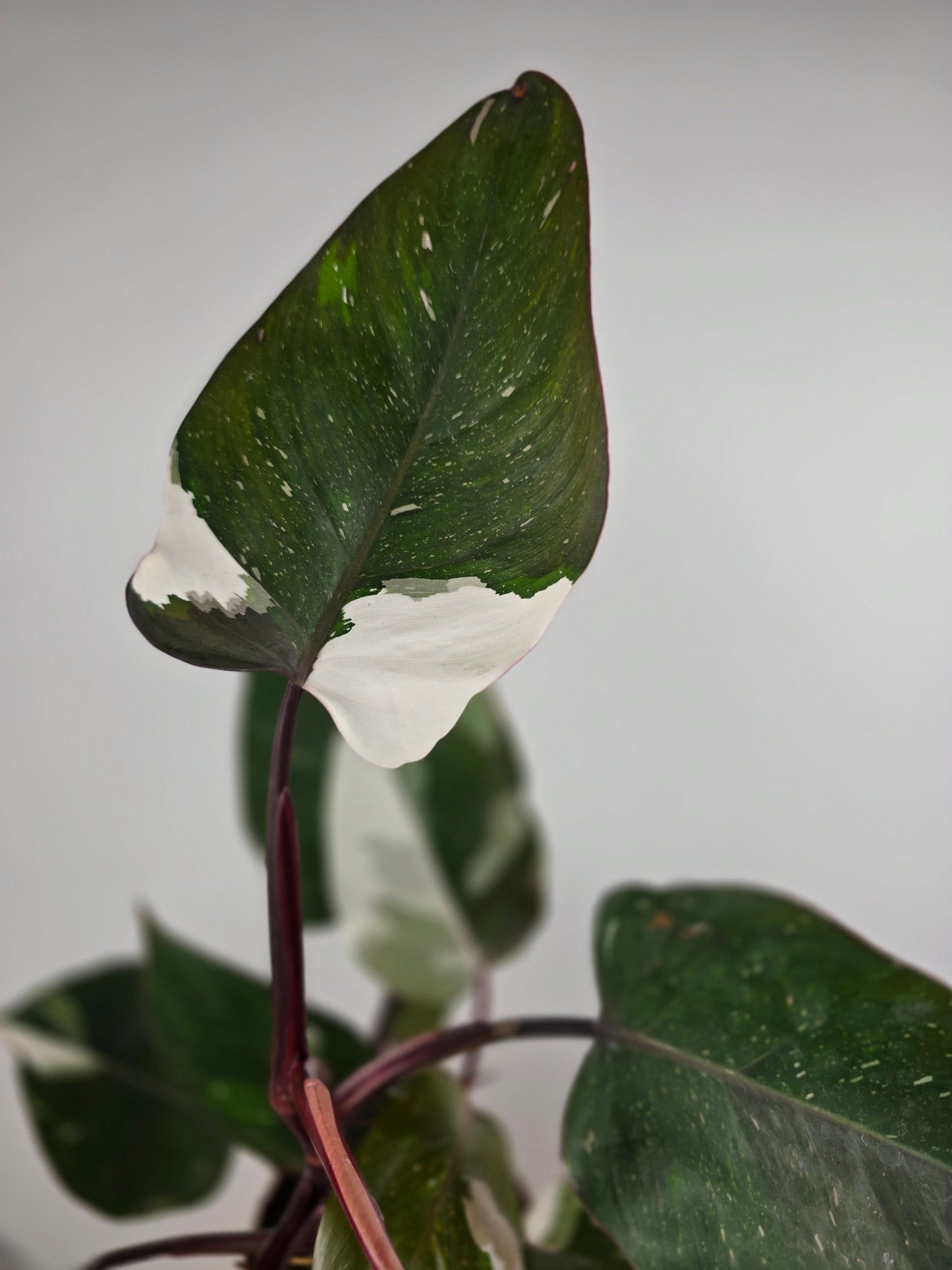 Philodendron 'Red Anderson'