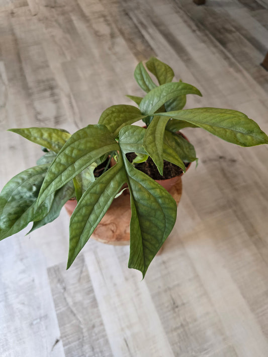 Amydrium Medium Silver