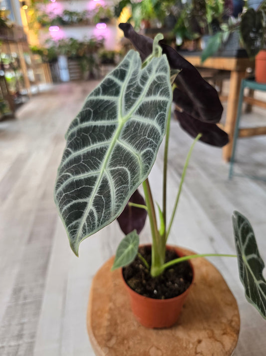 Alocasia Watsoniana 'Lightning'
