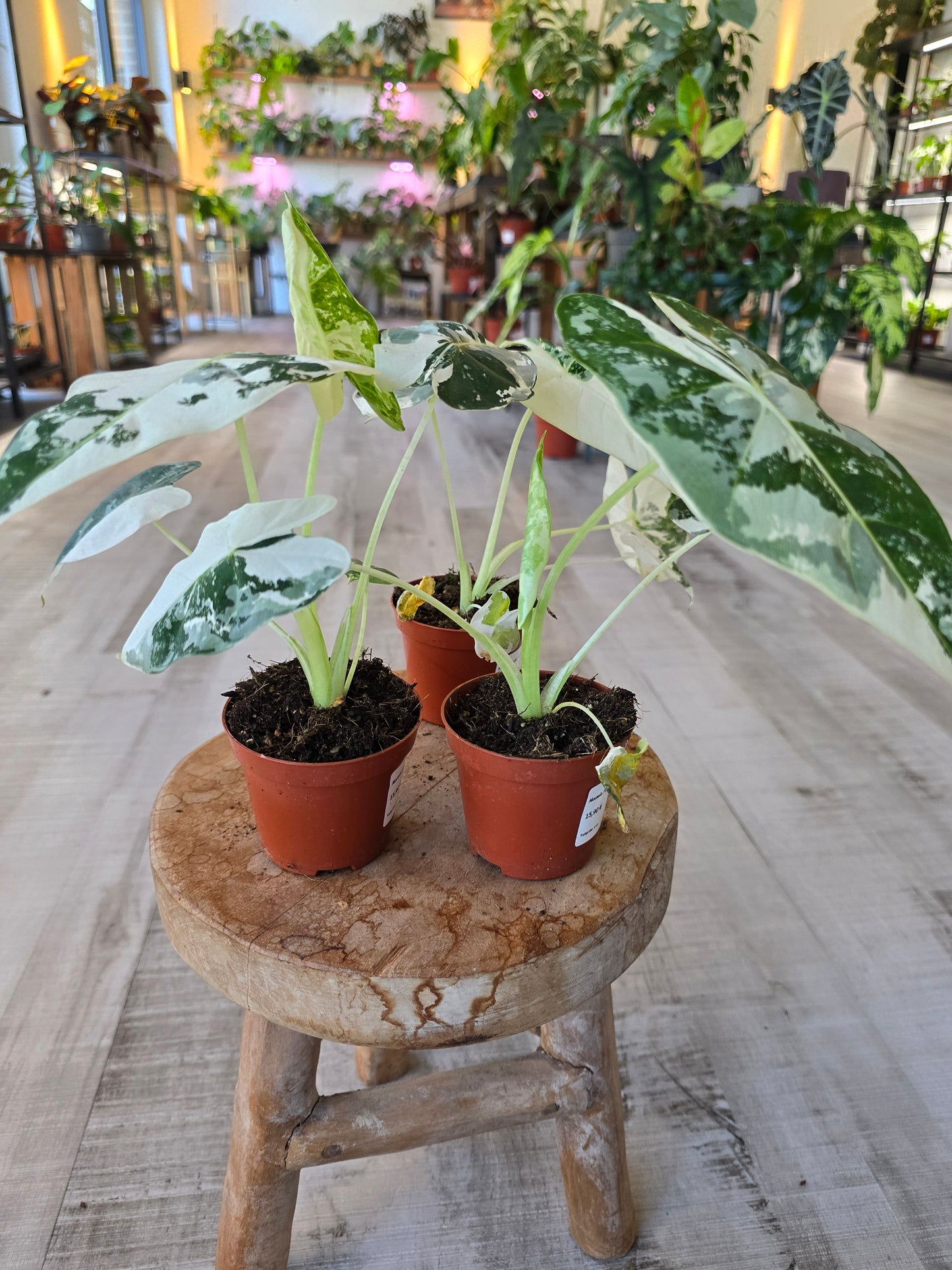 Alocasia micholitziana 'Frydek Variegata'