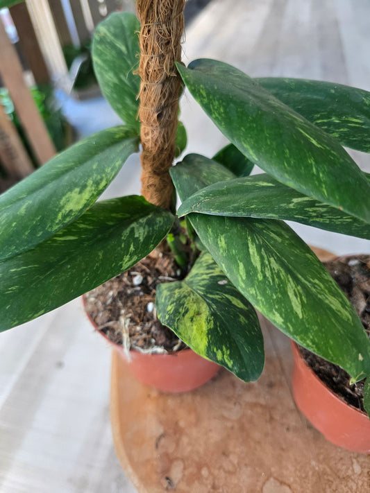 Rhaphidophora elliptica aurea