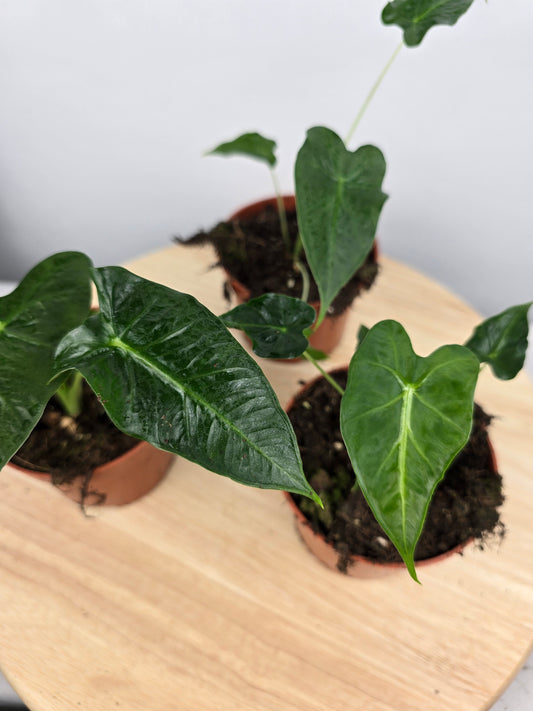 Alocasia Frydek Tattoo