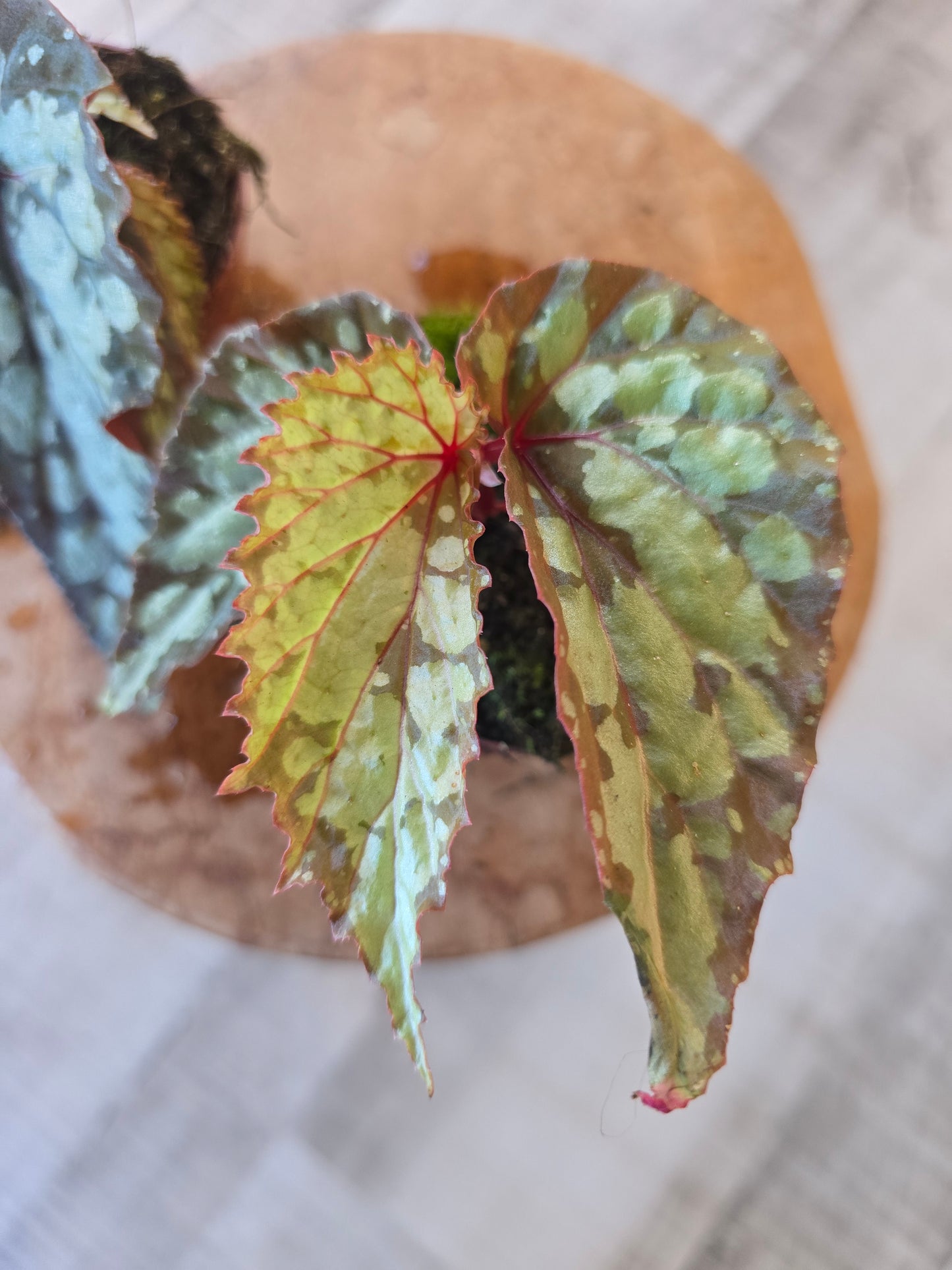 Begonia Lucifer