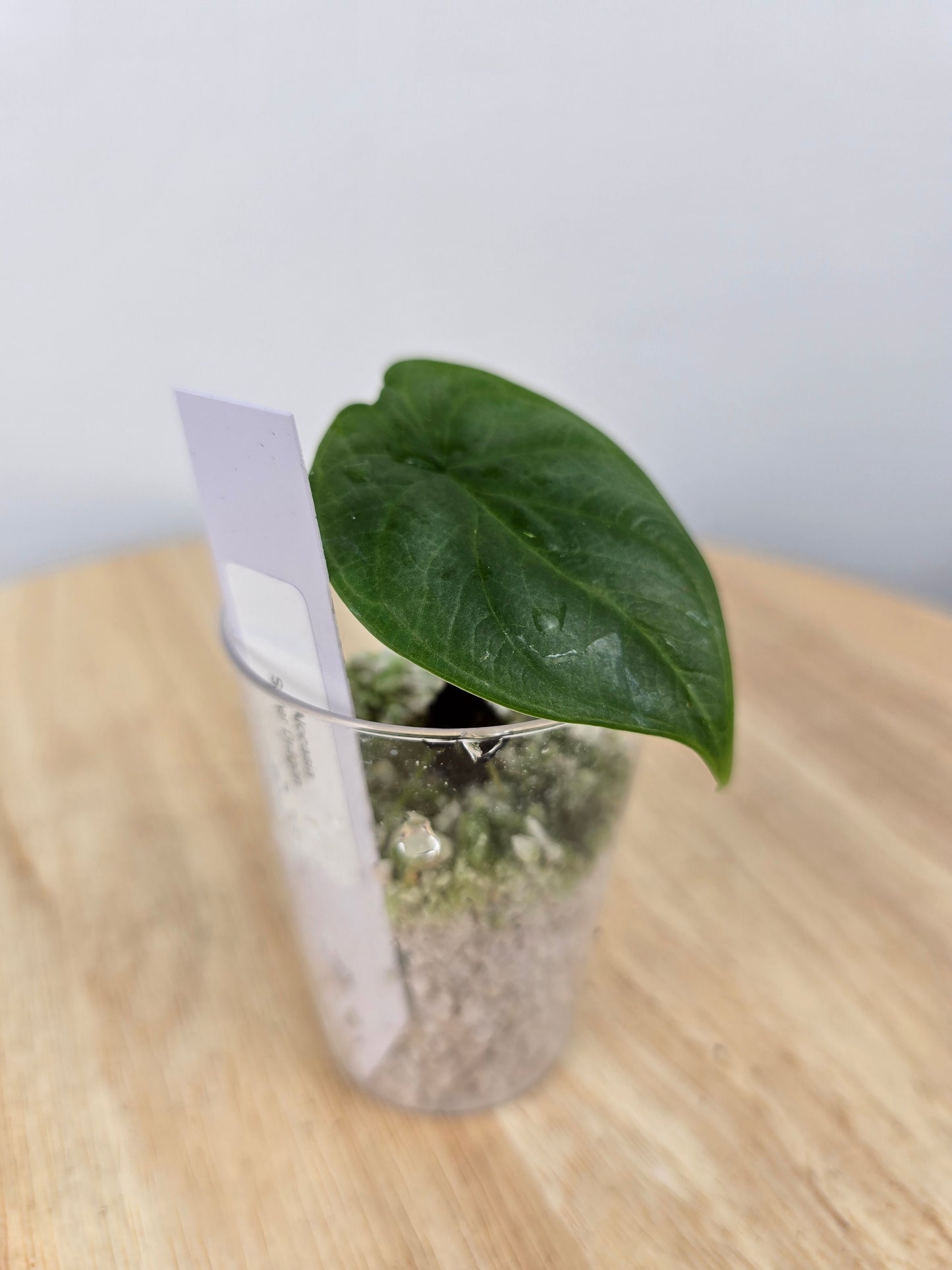 Alocasia Silver Dragon (JP)