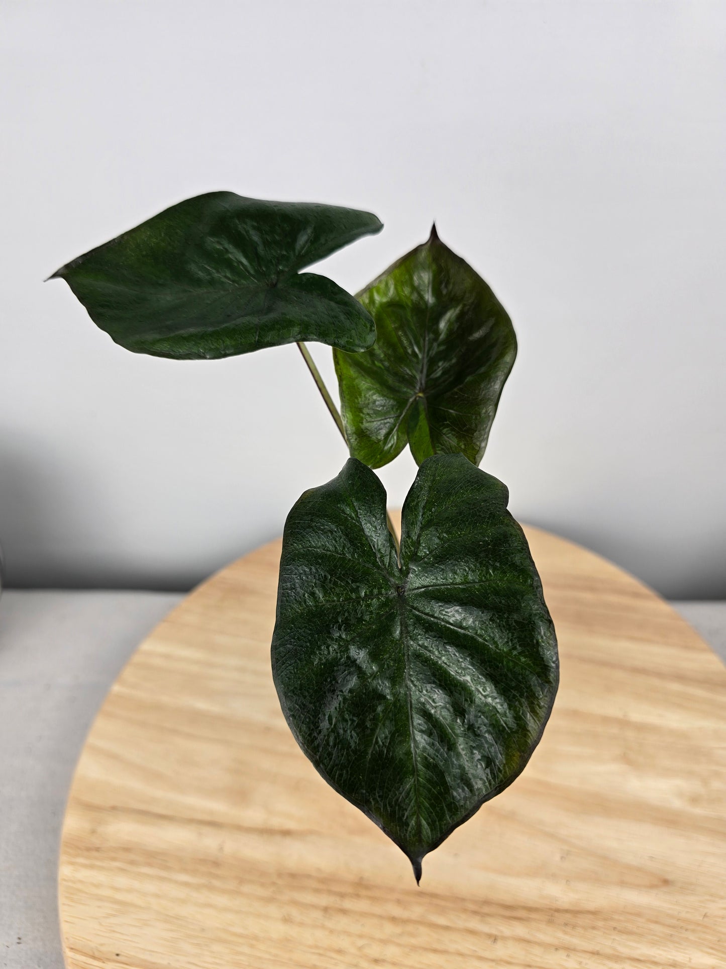 Alocasia Serendipity (JP)