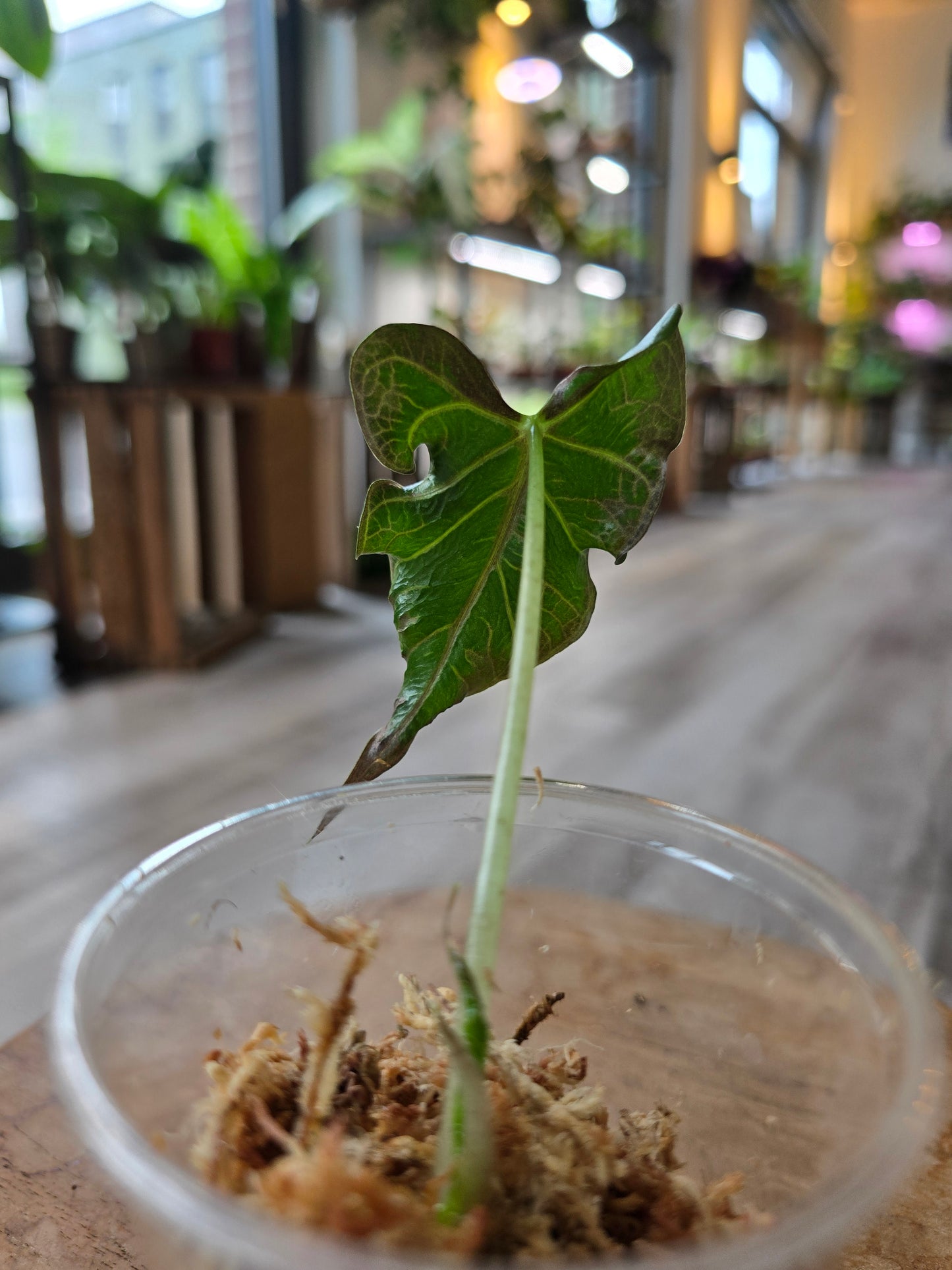 Alocasia Loco (JP2)