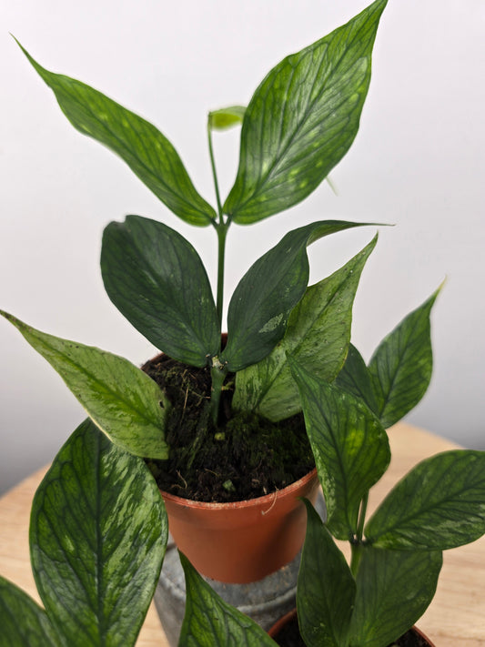 Hoya polyneura 'Broget'