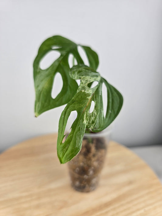 Monstera Adansonii Indonesian Marble (JP)