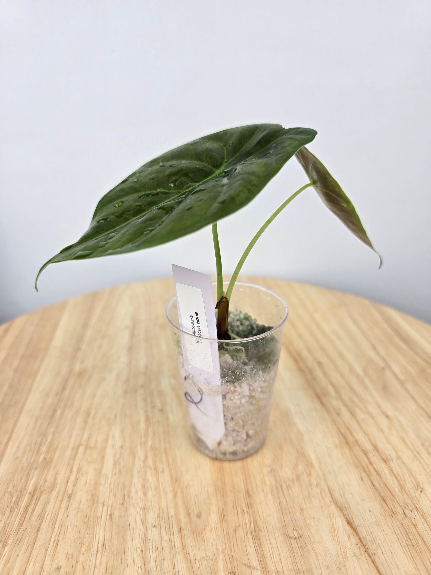 Alocasia Golden Bone (JP)