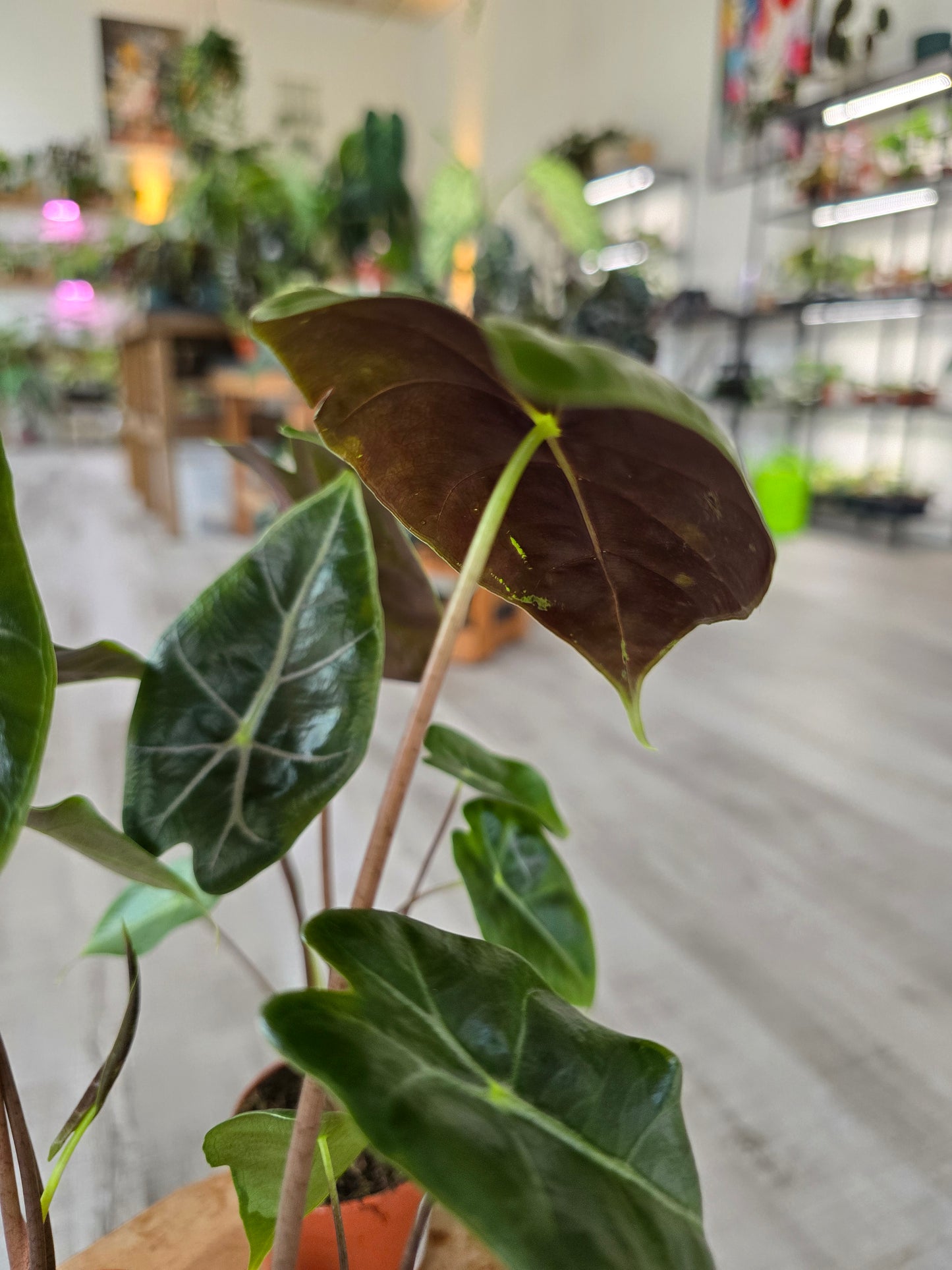 Alocasia Longiloba 'purple vein'