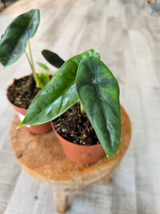 Alocasia Venusta