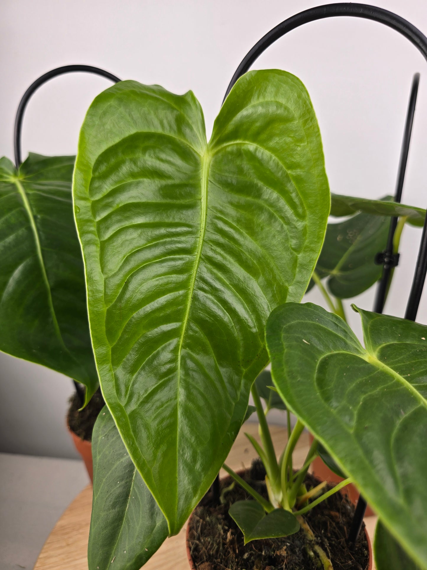 Anthurium Veitchii