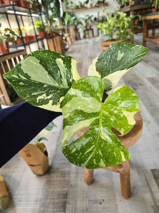 Monstera Thai Constellation
