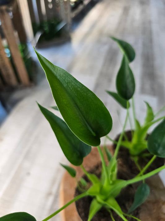 Alocasia Tiny Dancer
