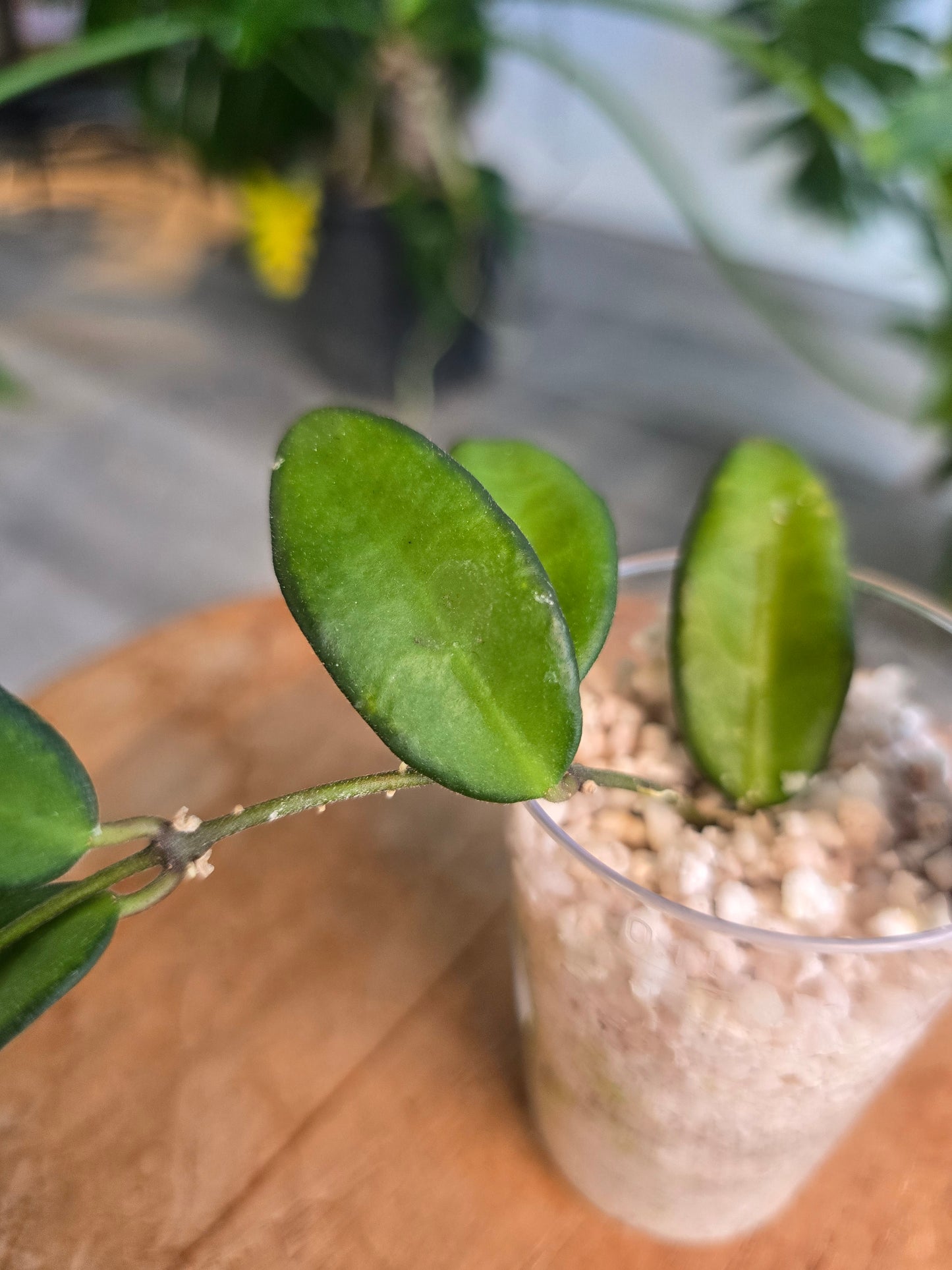 Hoya Rosita (RC)
