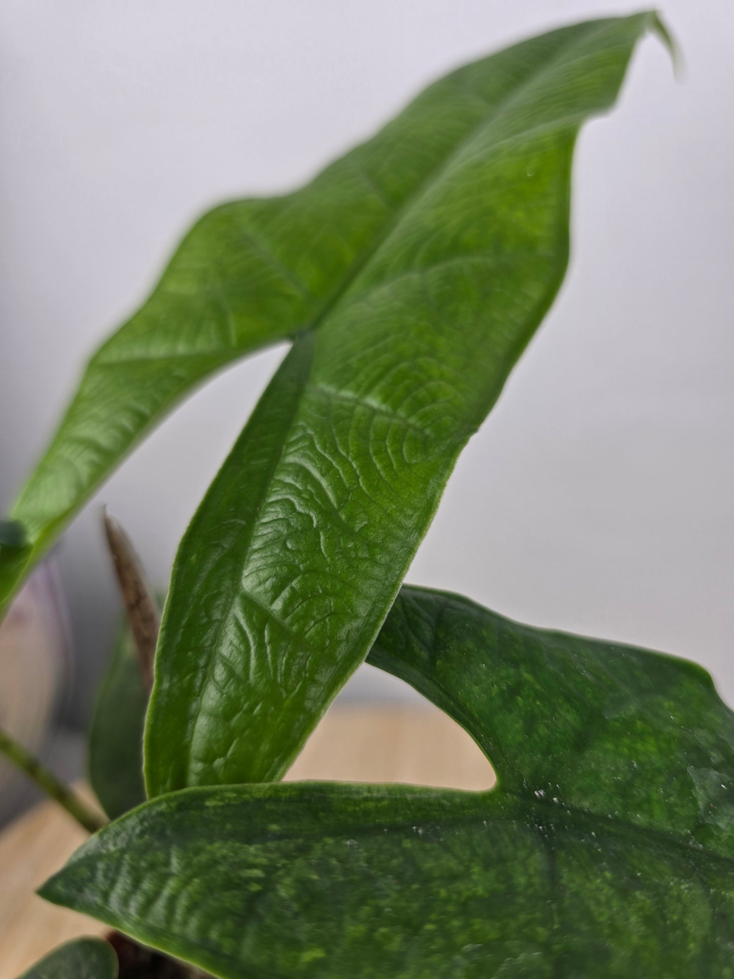Alocasia 'Sulawesi Green Carpet'