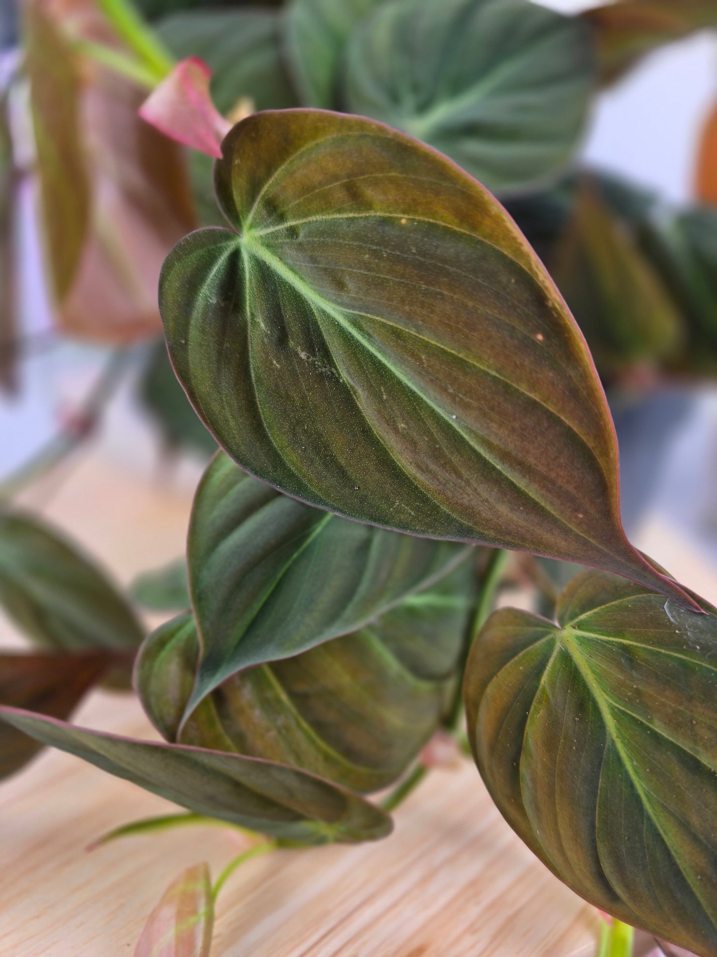 Philodendron scandens micans