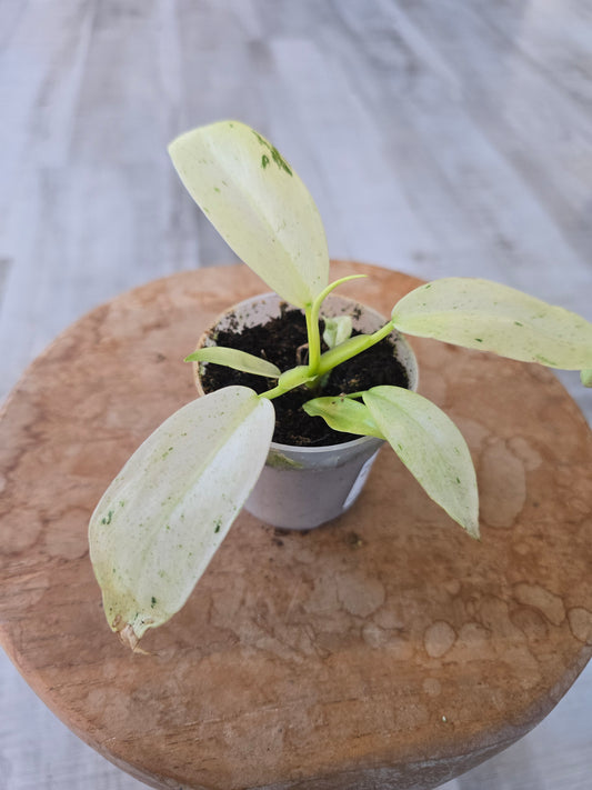 Philodendron Whipple Way