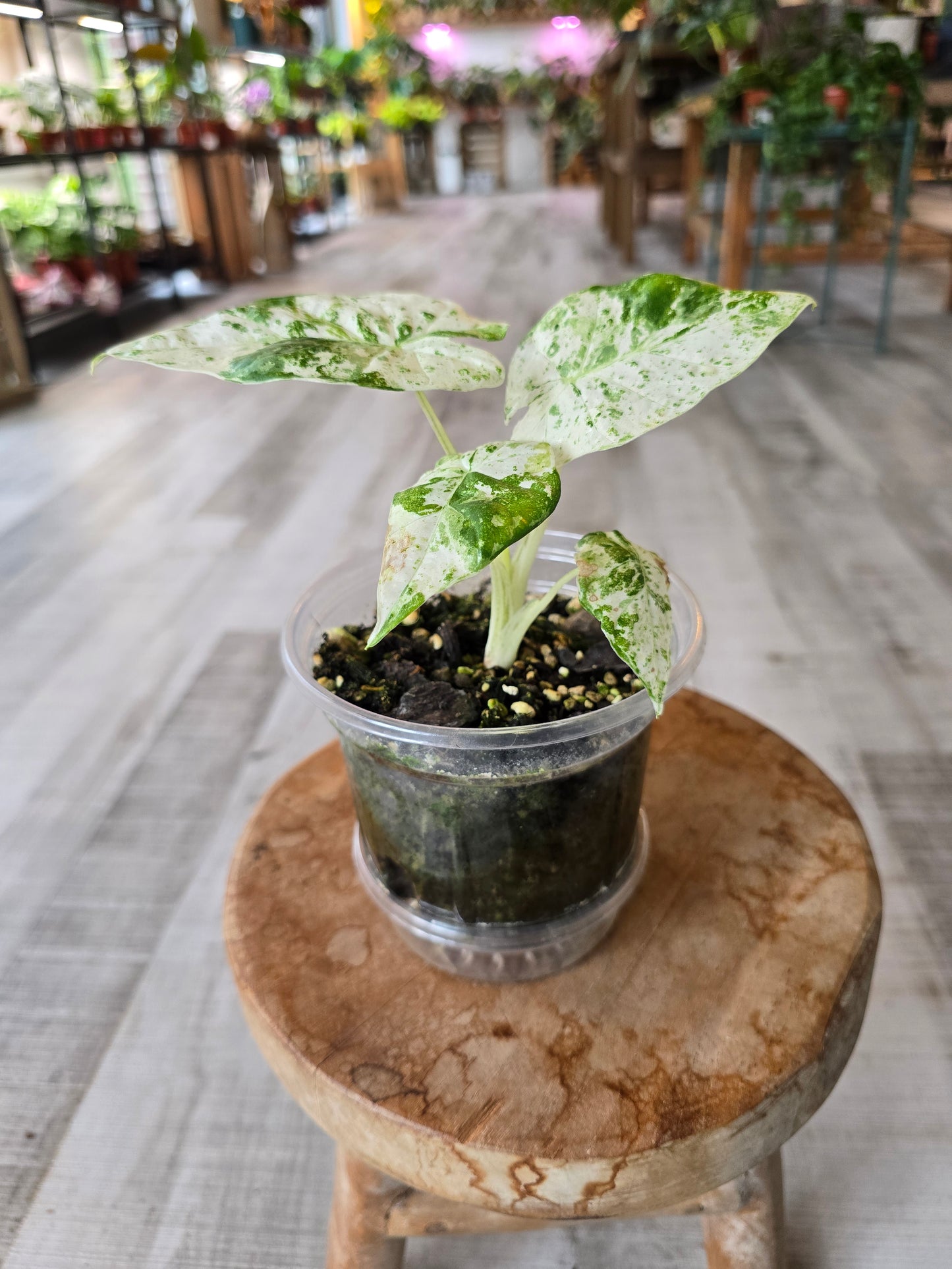 Alocasia Macrorrhiza Splash (JP1)