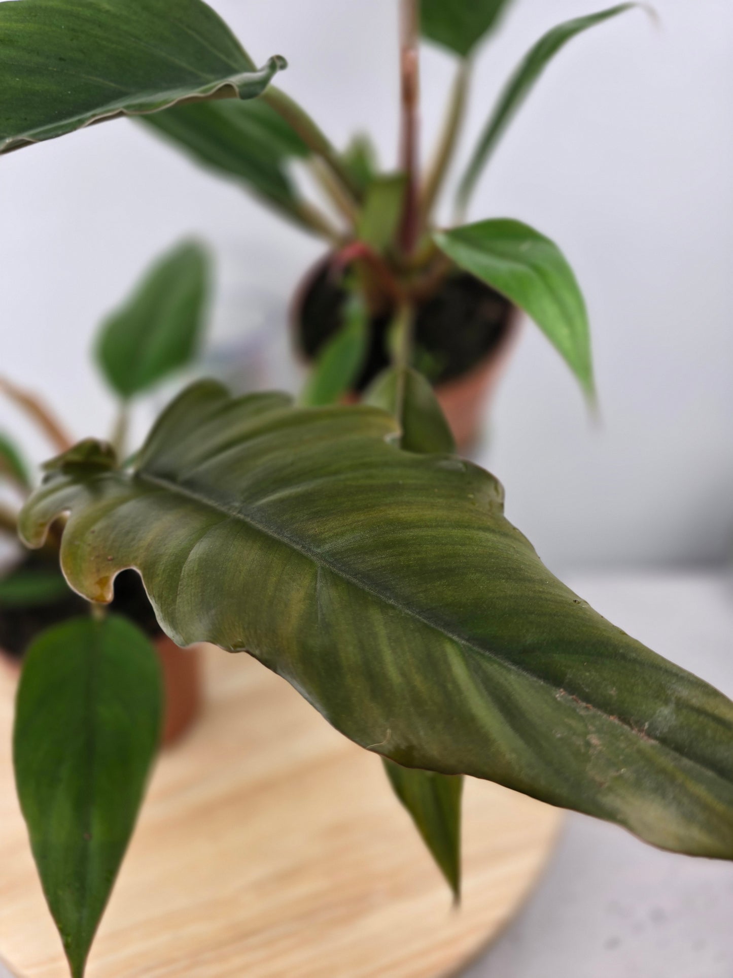 Philodendron 'Choco Empress'
