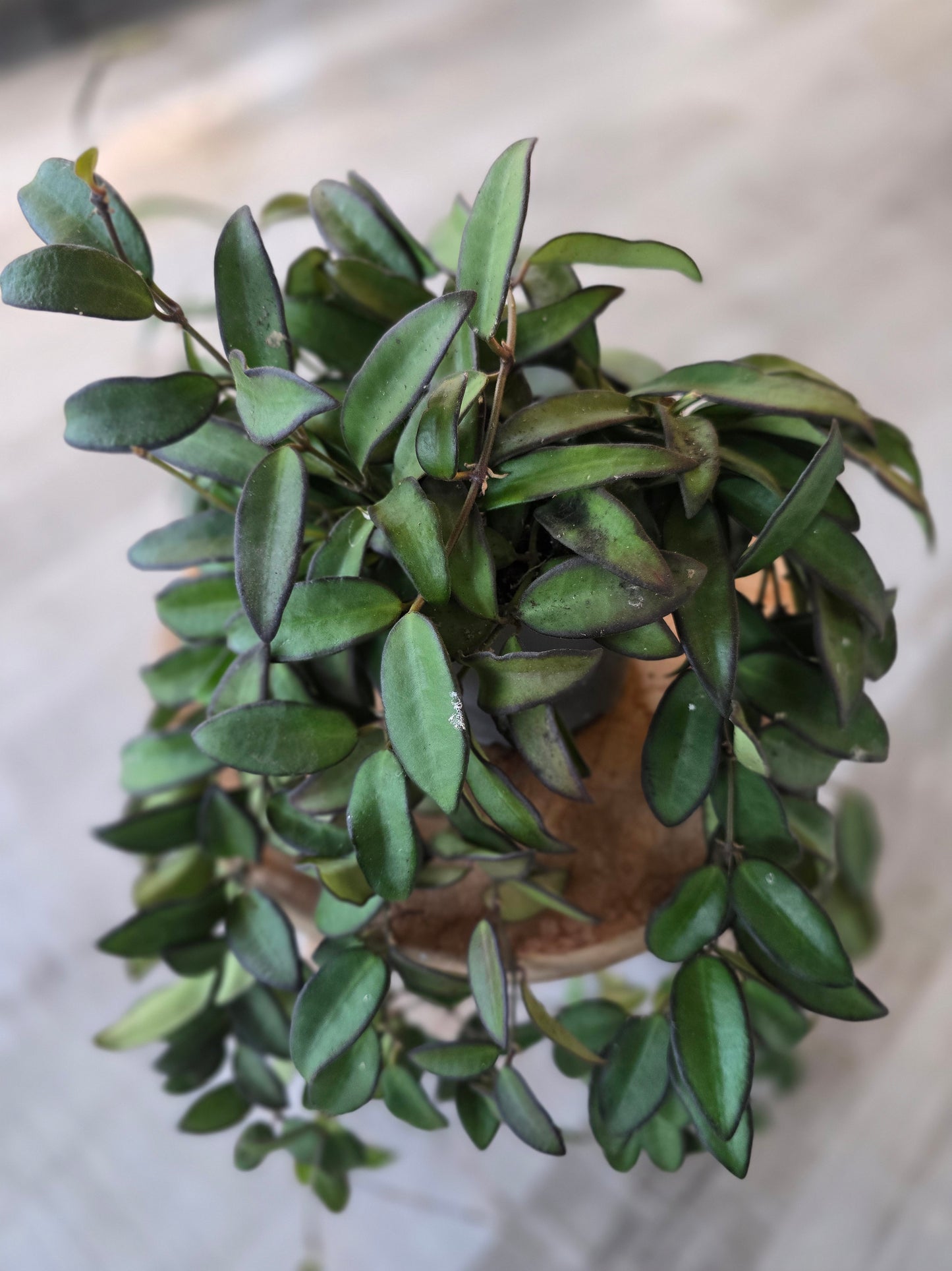Hoya 'Rosita'